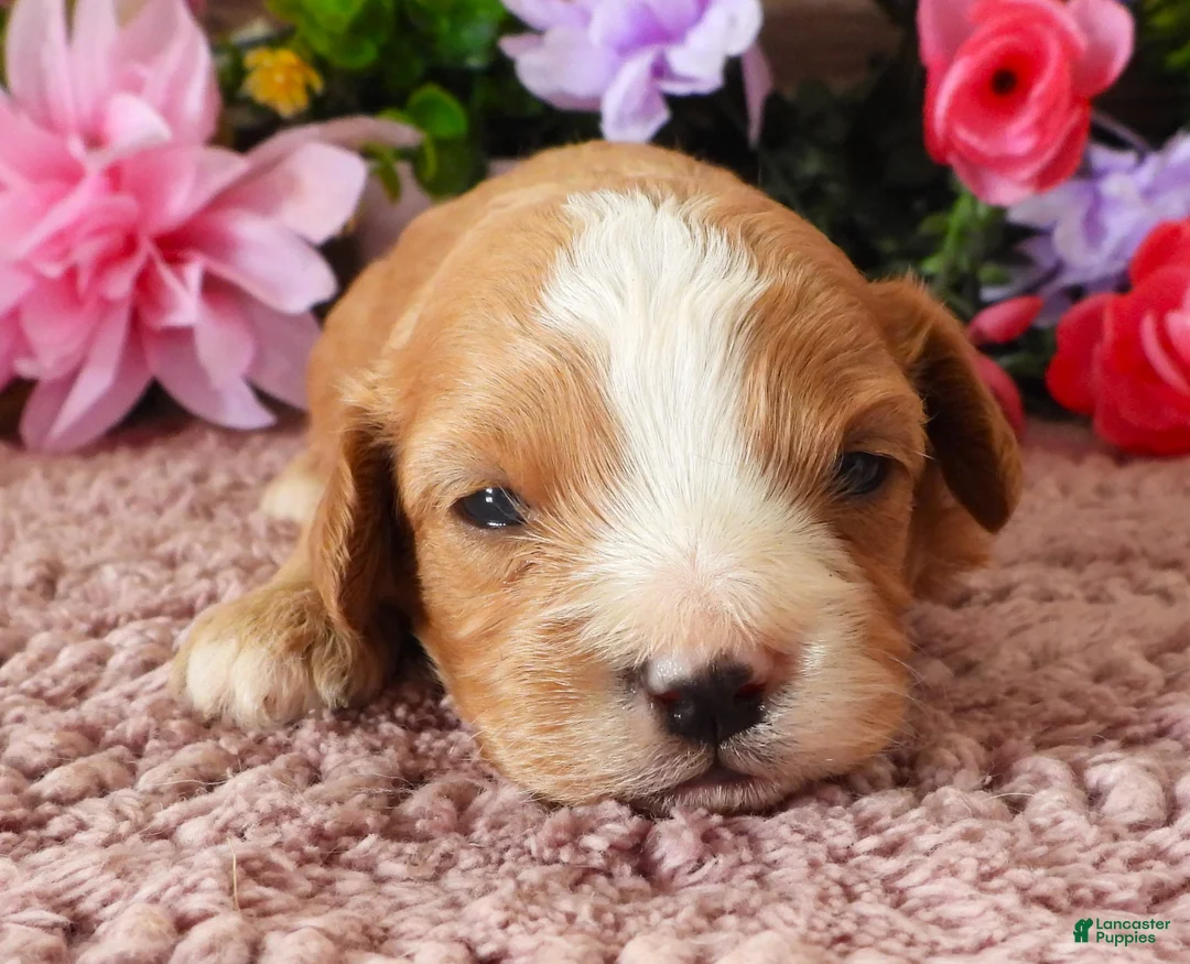 Cavapoo dogs for sale: #2 Male (Whitney) - Ad 1