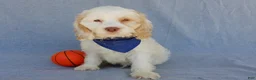 Cockapoo dogs for sale: Lucky - Ad 5