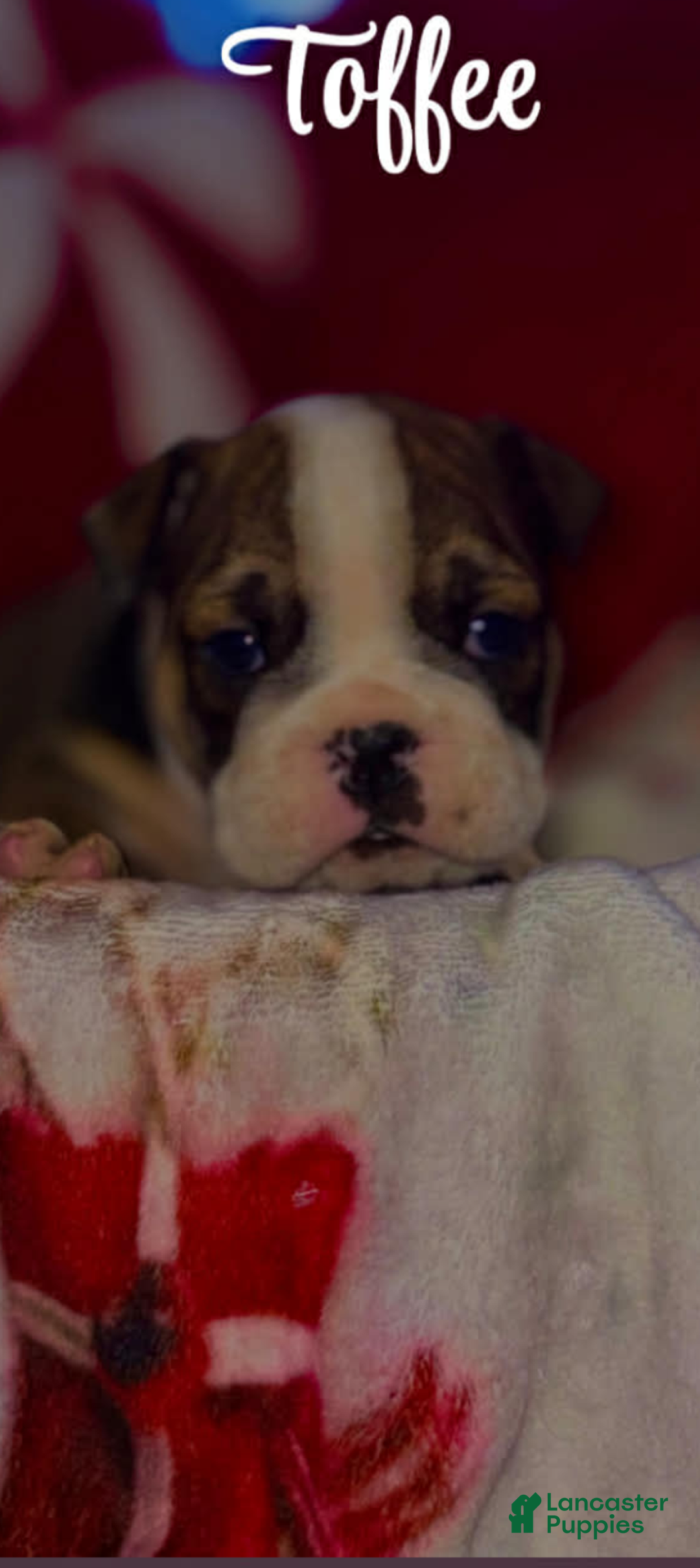 English Bulldog dogs for sale: Toffee - Ad 5