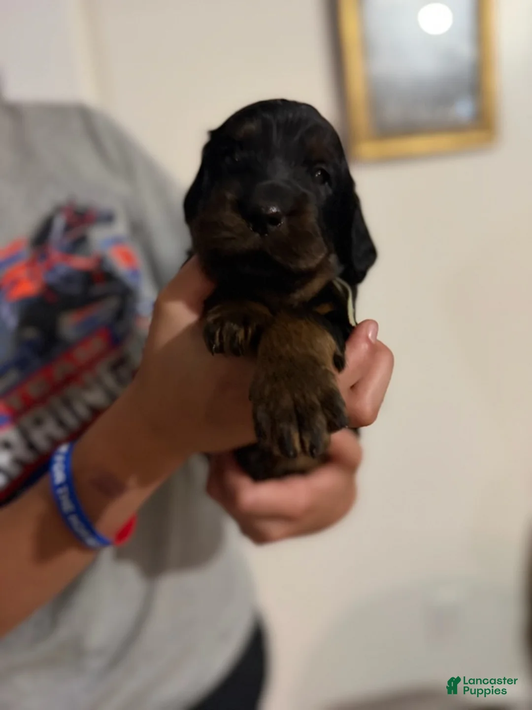 Gordon Setter dogs for sale: Pup 3 - Ad 1