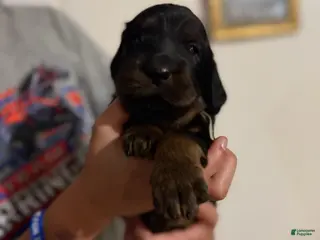 Gordon Setter dogs Pup 3 - Ad 6