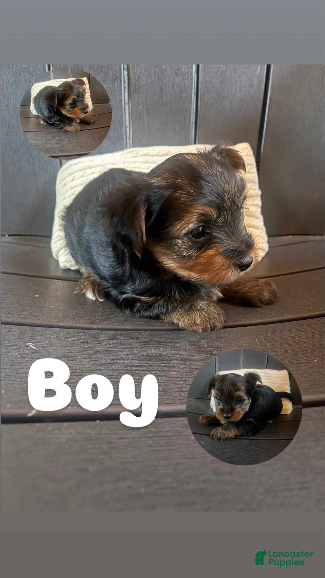Yorkshire Terrier dogs for sale: Yorkshire Terrier 1 - Ad 1