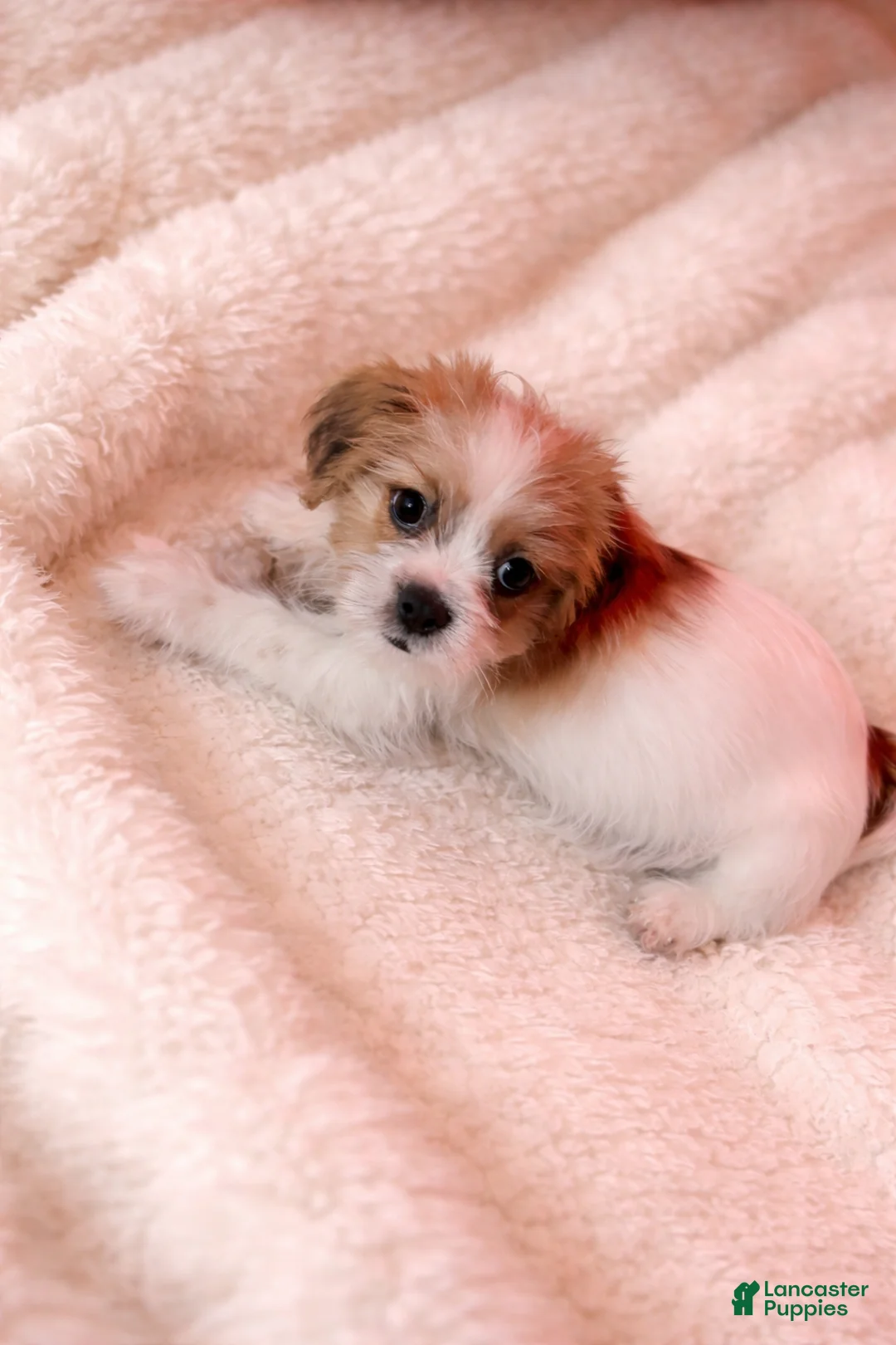 Shorkie dogs for sale: Green Collar - Ad 2