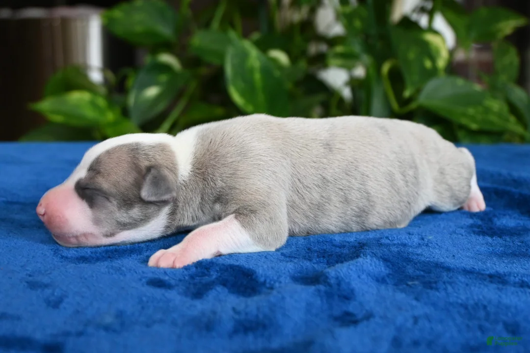 Whippet dogs for sale: Gilbert - Ad 2