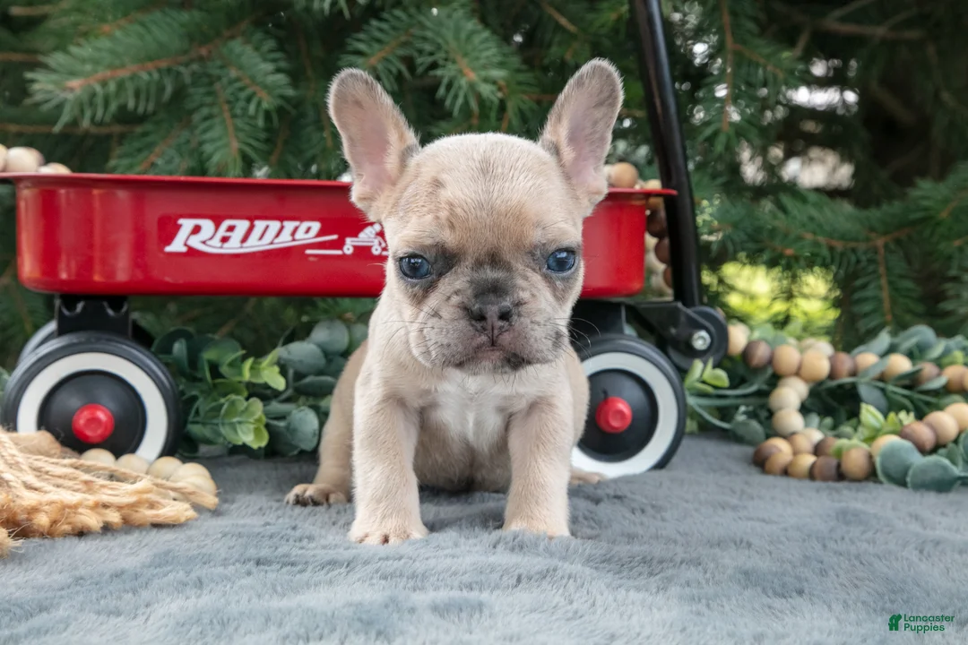 French Bulldog dogs for sale: Frankie - Ad 3