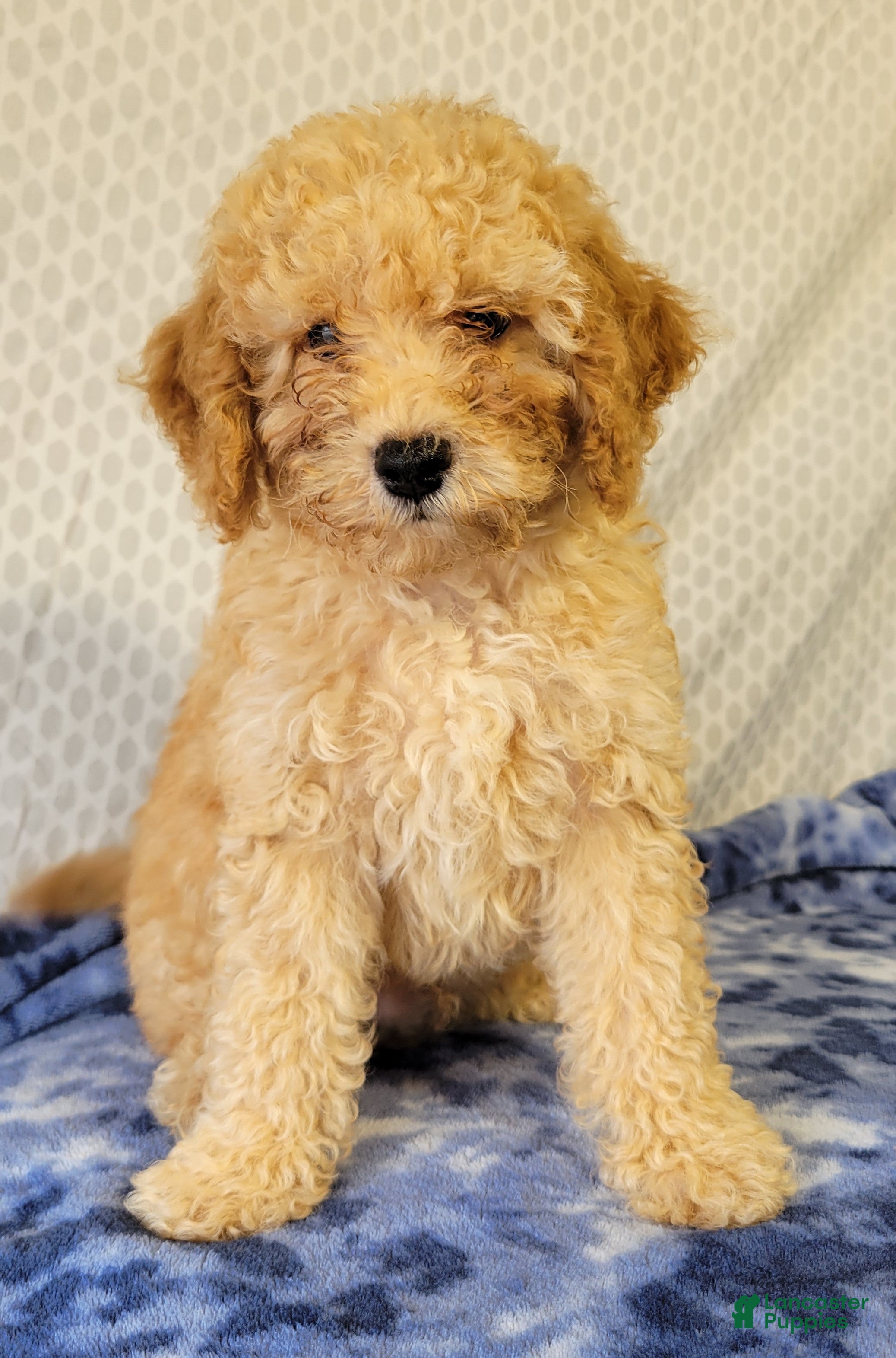 Cockapoo dogs for sale: Joey  - Ad 1
