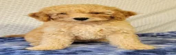 Cockapoo dogs for sale: Joey  - Ad 1