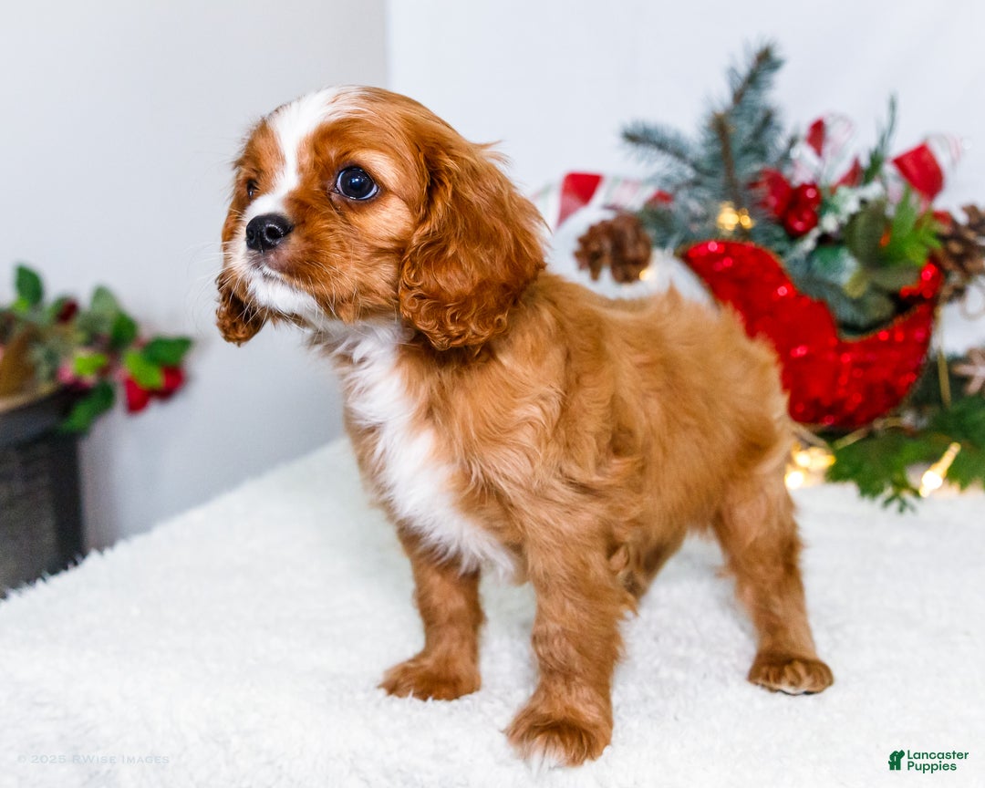 Cavalier King Charles Spaniel dogs for sale: Snowflake - Ad 1