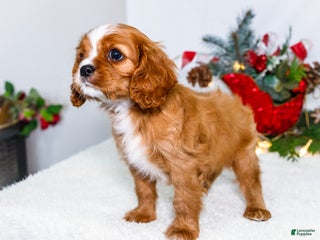 Cavalier King Charles Spaniel dogs Snowflake - Ad 28