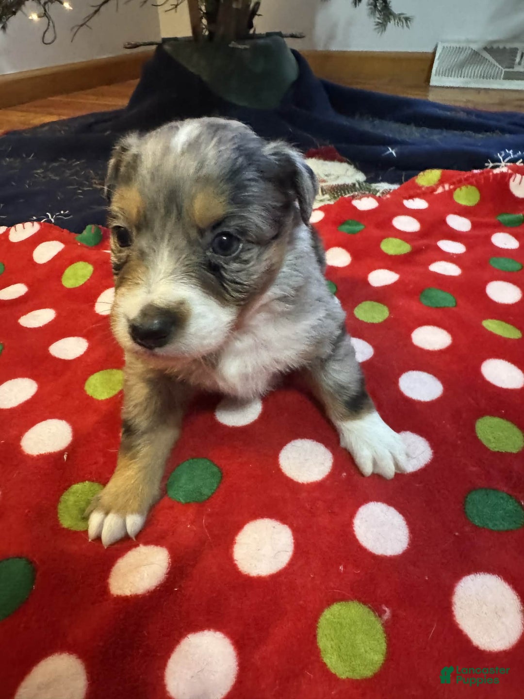 Australian Shepherd dogs for sale: Frost - Ad 6