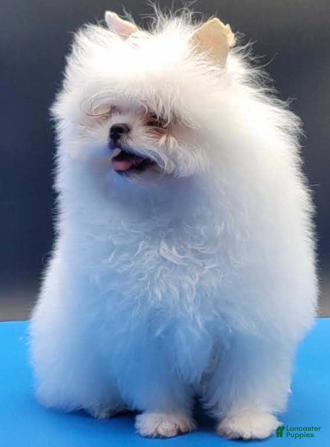 Pomeranian dogs for sale: Casper - Ad 2