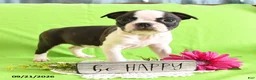 Boston Terrier dogs for sale: Derrik - Ad 4