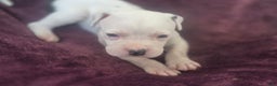 American Pit Bull Terrier dogs for sale: Xena - Ad 5