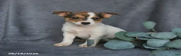 Mixed Breed dogs for sale: Rascal - Ad 4