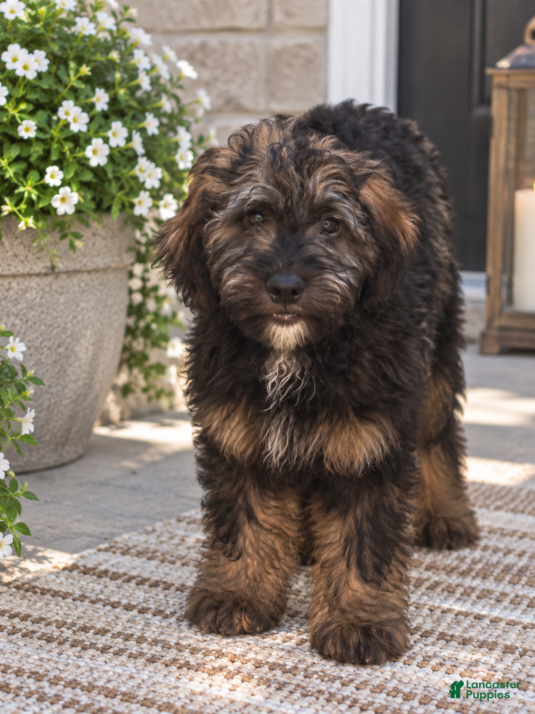 Mixed Breed dogs for sale: Theo - Ad 2