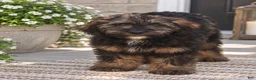 Mixed Breed dogs for sale: Theo - Ad 1