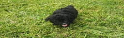 Mini Goldendoodle dogs for sale: Kacey - Ad 3