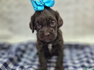 Cockapoo dogs Truffle - Ad 14