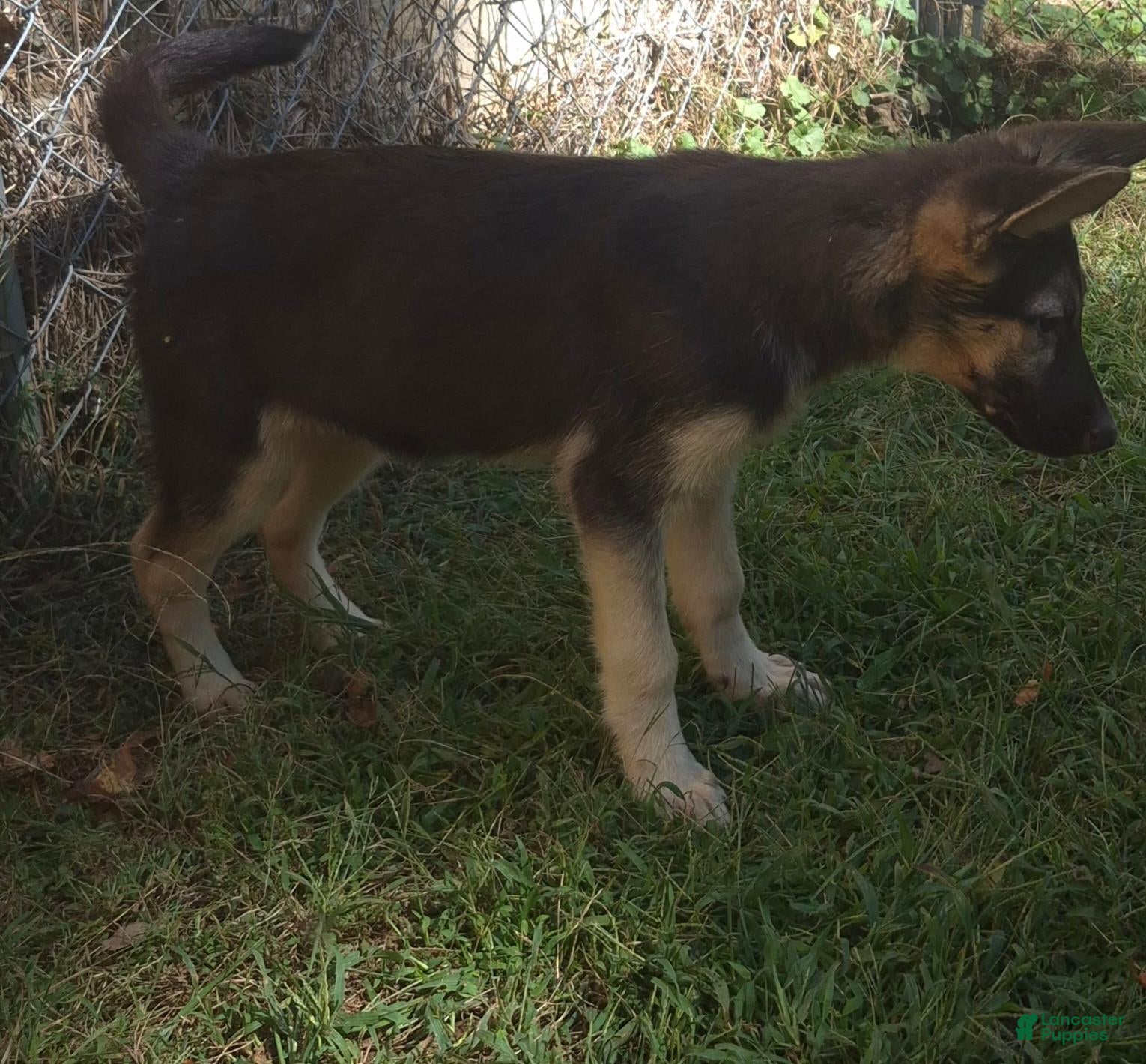German Shepherd dogs for sale: German Shepherd 2 - Ad 1