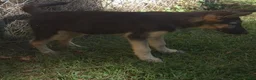 German Shepherd dogs for sale: German Shepherd 2 - Ad 1