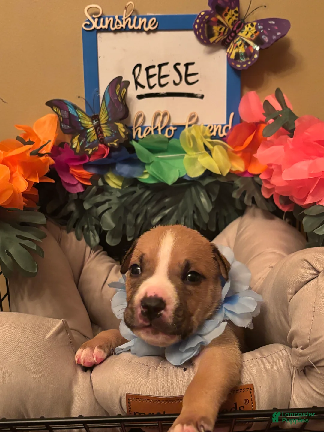 Mixed Breed dogs for sale: Mixed Breed 8 - Ad 1