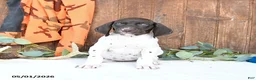 German Shorthaired Pointer dogs for sale: Marcy - Ad 3