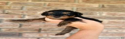 Miniature Poodle dogs for sale: Vader - Ad 5