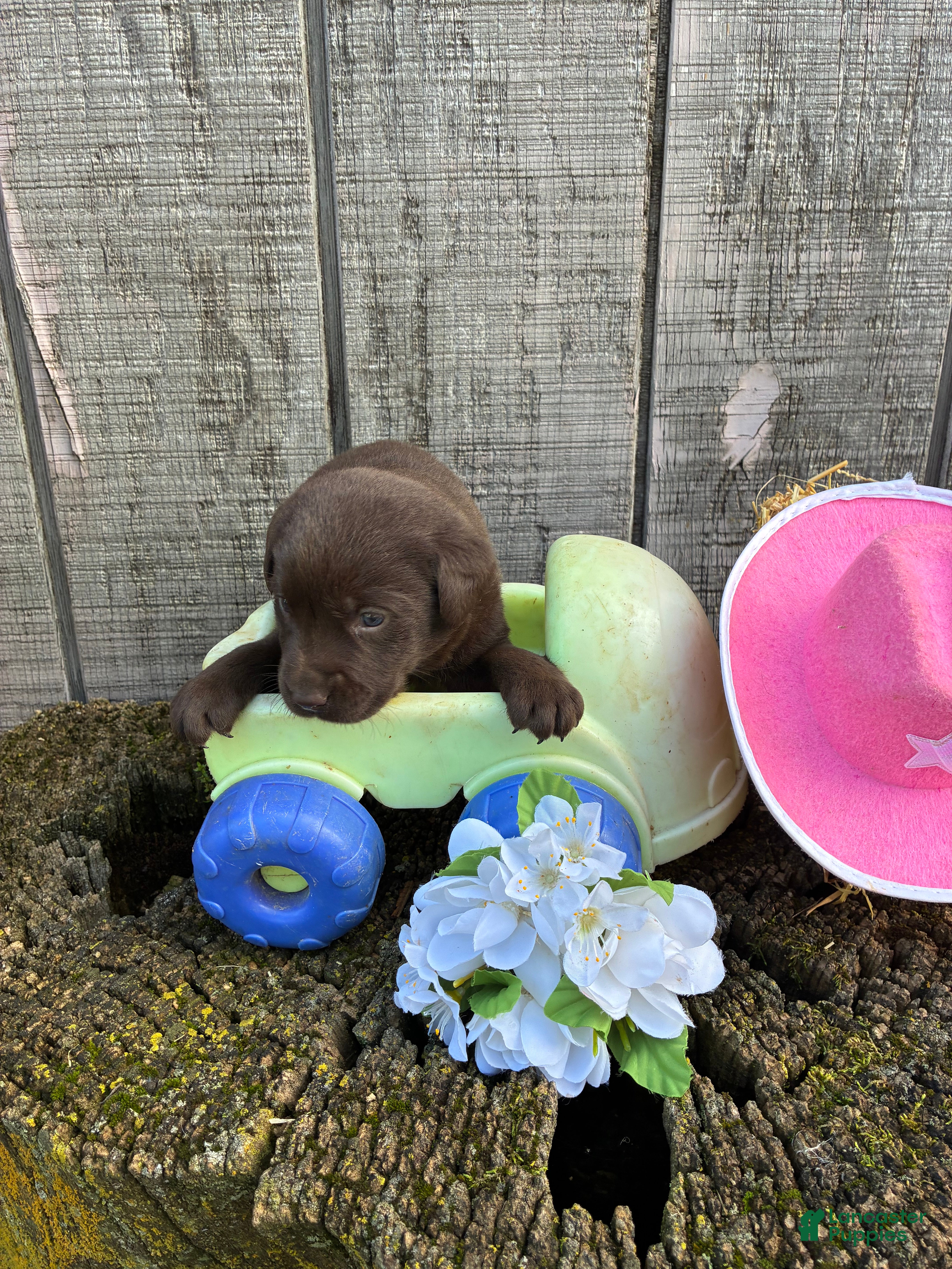 Labrador Retriever dogs Labrador Retriever 5 - Ad 1