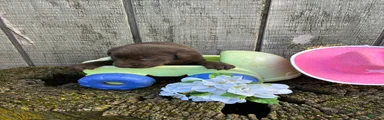 Labrador Retriever 5