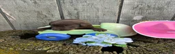 Labrador Retriever dogs for sale: Labrador Retriever 5 - Ad 1