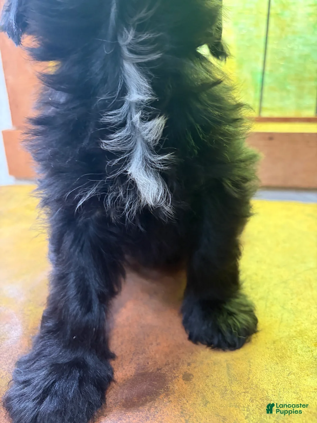 Mixed Breed dogs for sale: Oreo - Ad 2