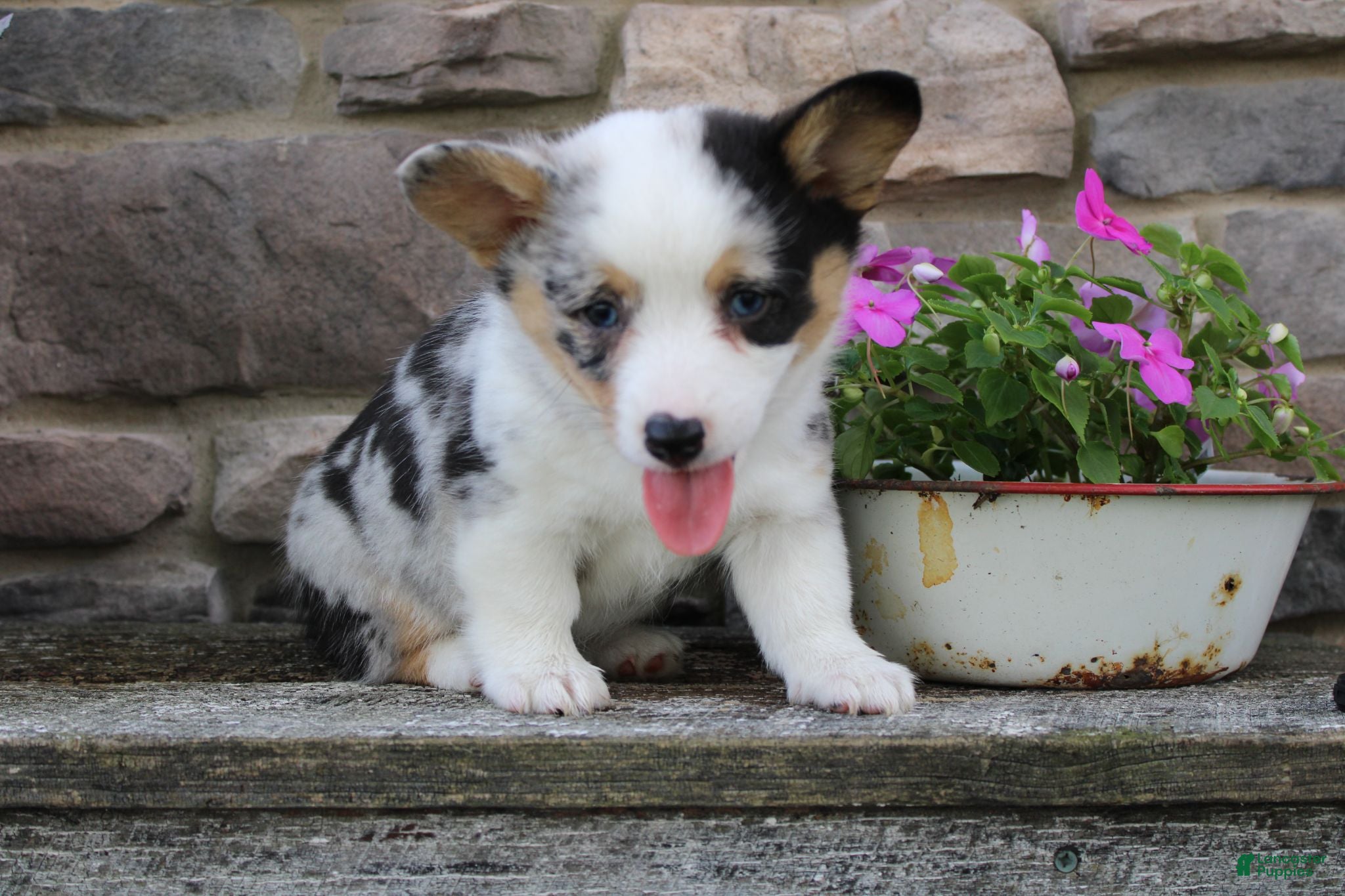 Welsh Corgi Pembroke dogs Dixie - Ad 2