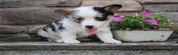 Welsh Corgi Pembroke dogs for sale: Dixie - Ad 2
