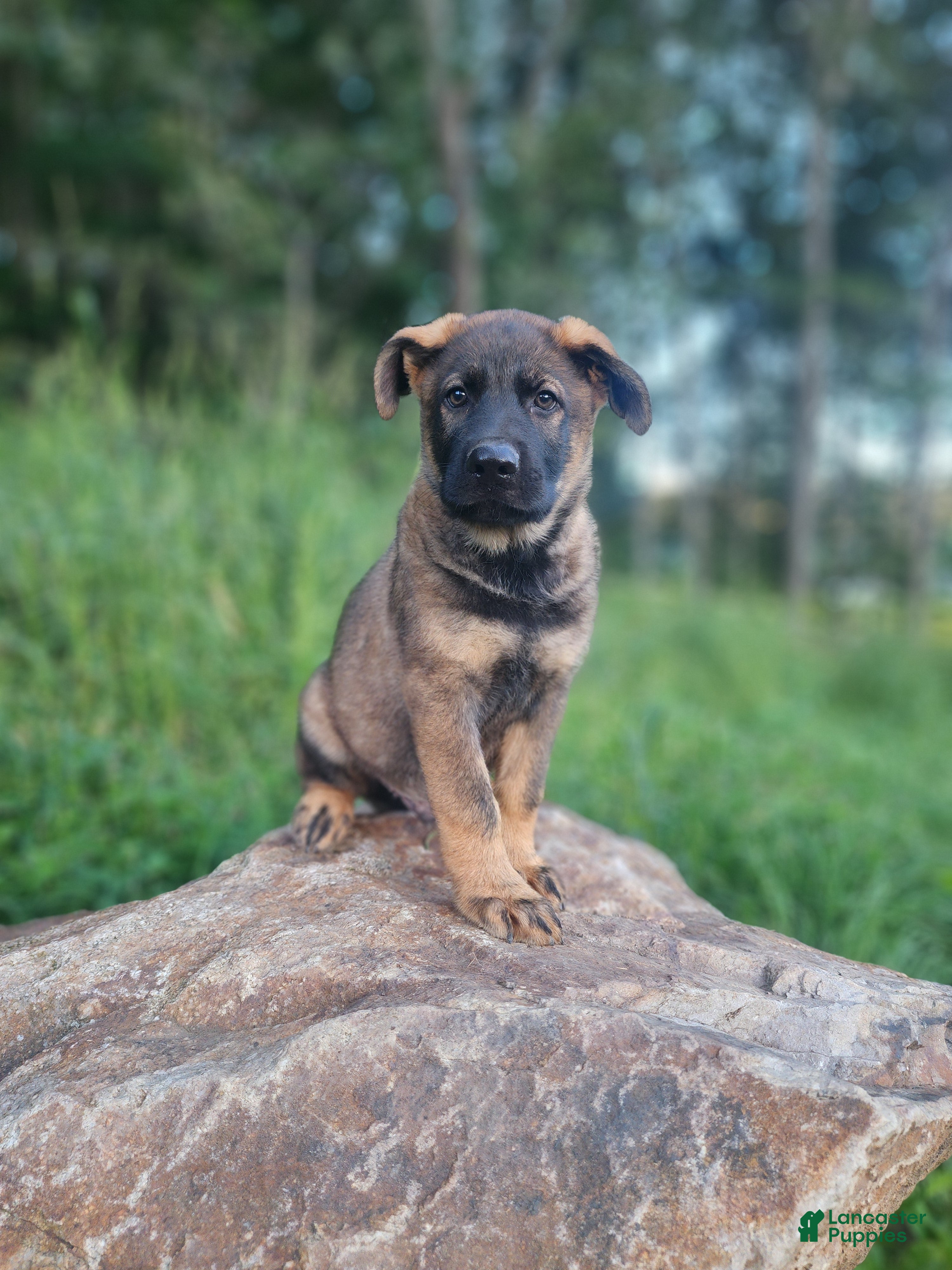 German Shepherd dogs  Thunder - Ad 2