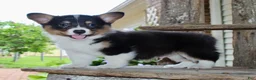 Mixed Breed dogs for sale: Ottis - Ad 3