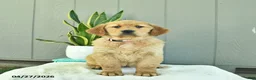 Golden Retriever dogs for sale: Cinnamon   - Ad 3
