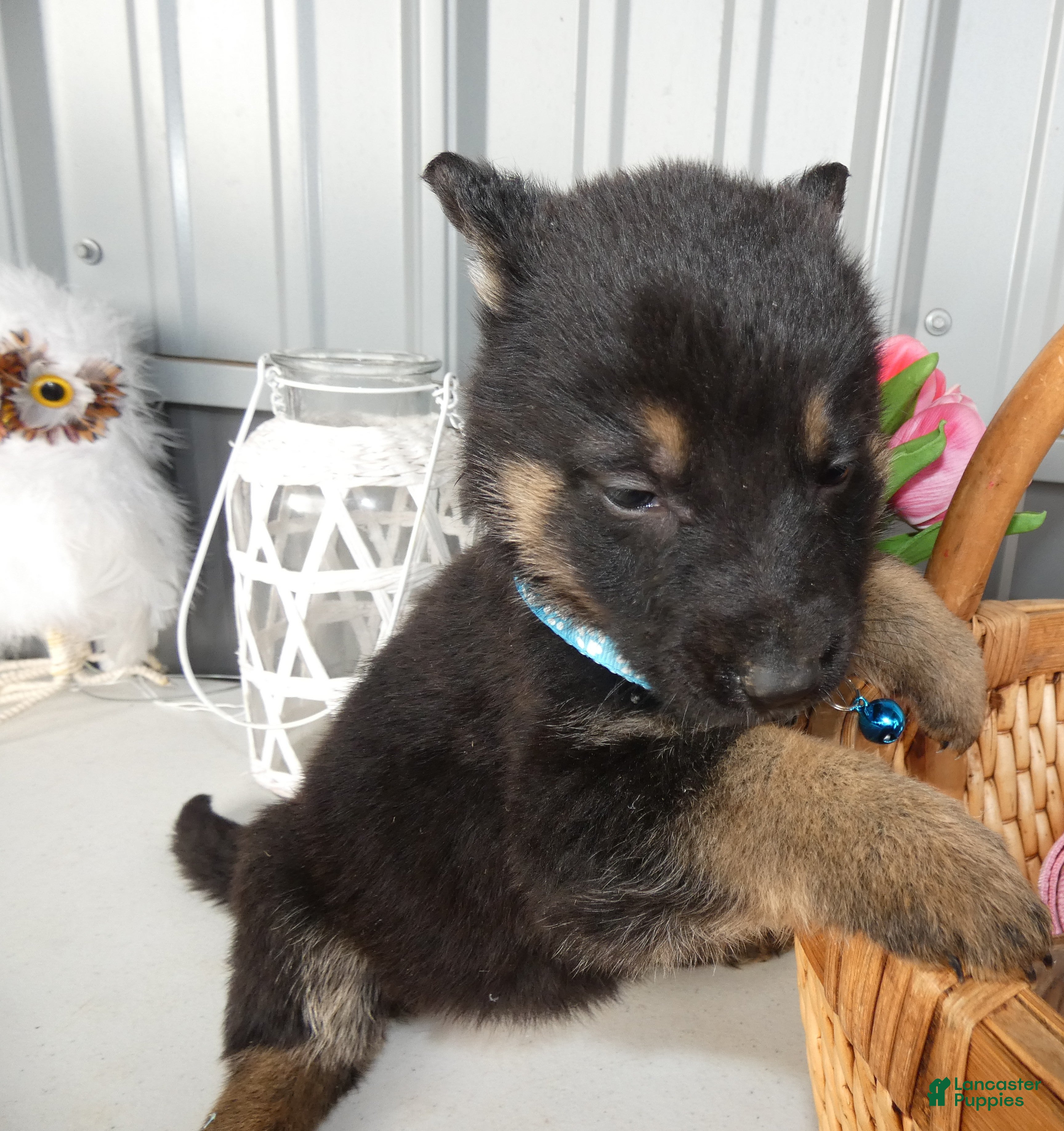 German Shepherd dogs German Shepherd Puppy 8 Macy - Ad 2