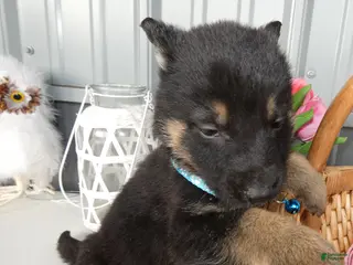 German Shepherd dogs German Shepherd Puppy 8 Macy - Ad 2