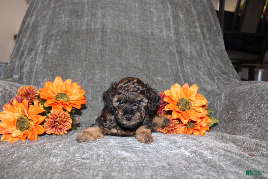 Yorkiepoo dogs for sale: Karter - Ad 5