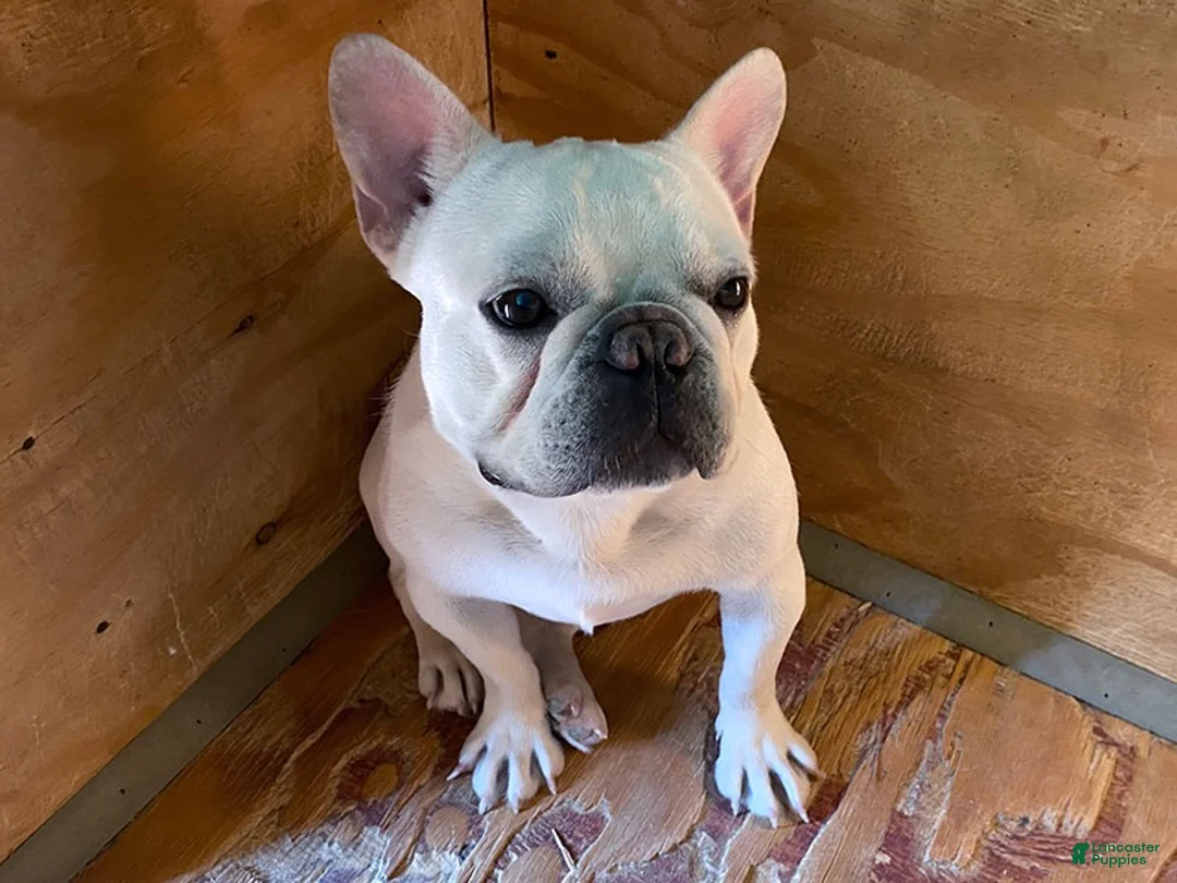 French Bulldog dogs for sale: Torey - Ad 6