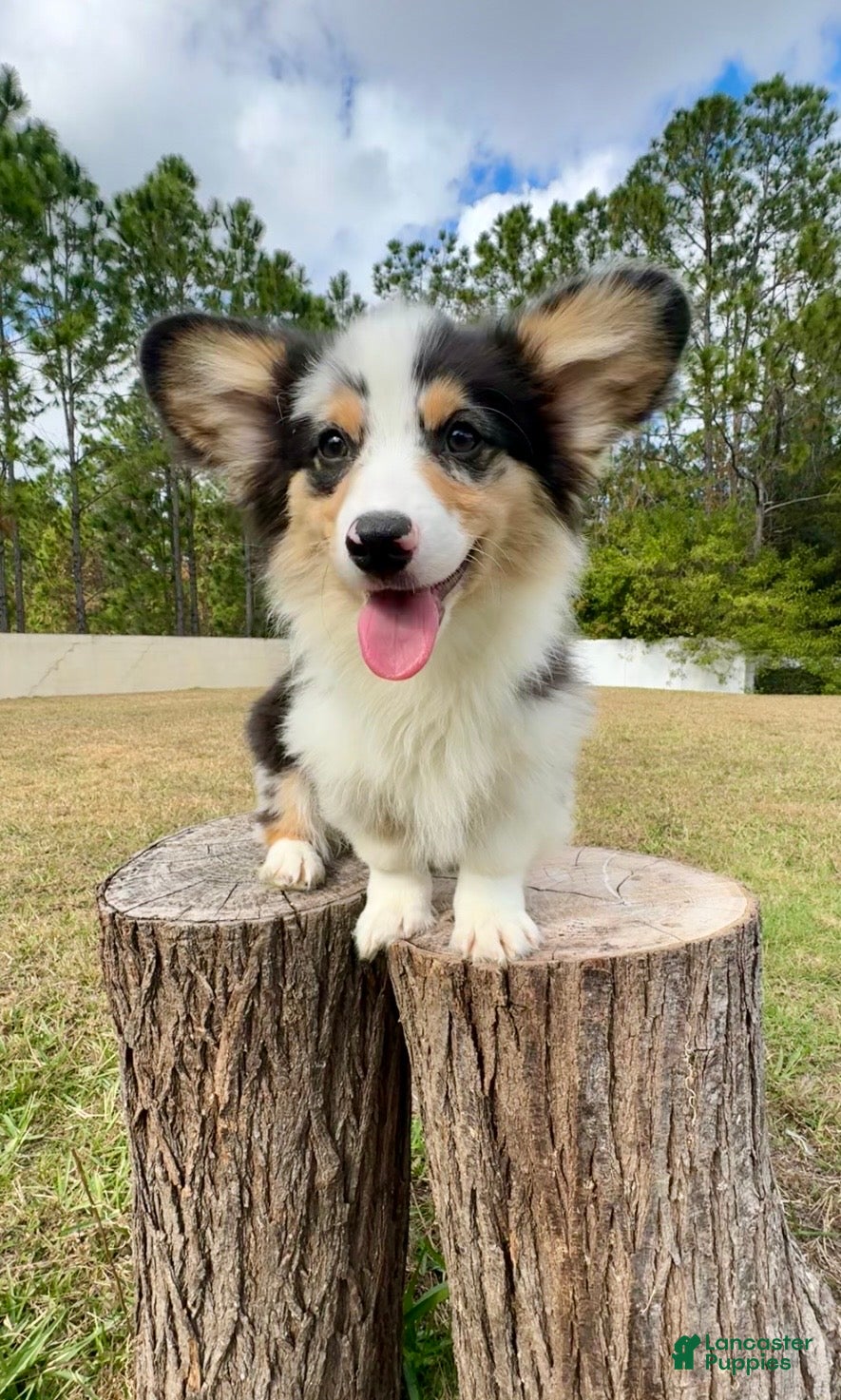 Mixed Breed dogs Augustus  - Ad 2