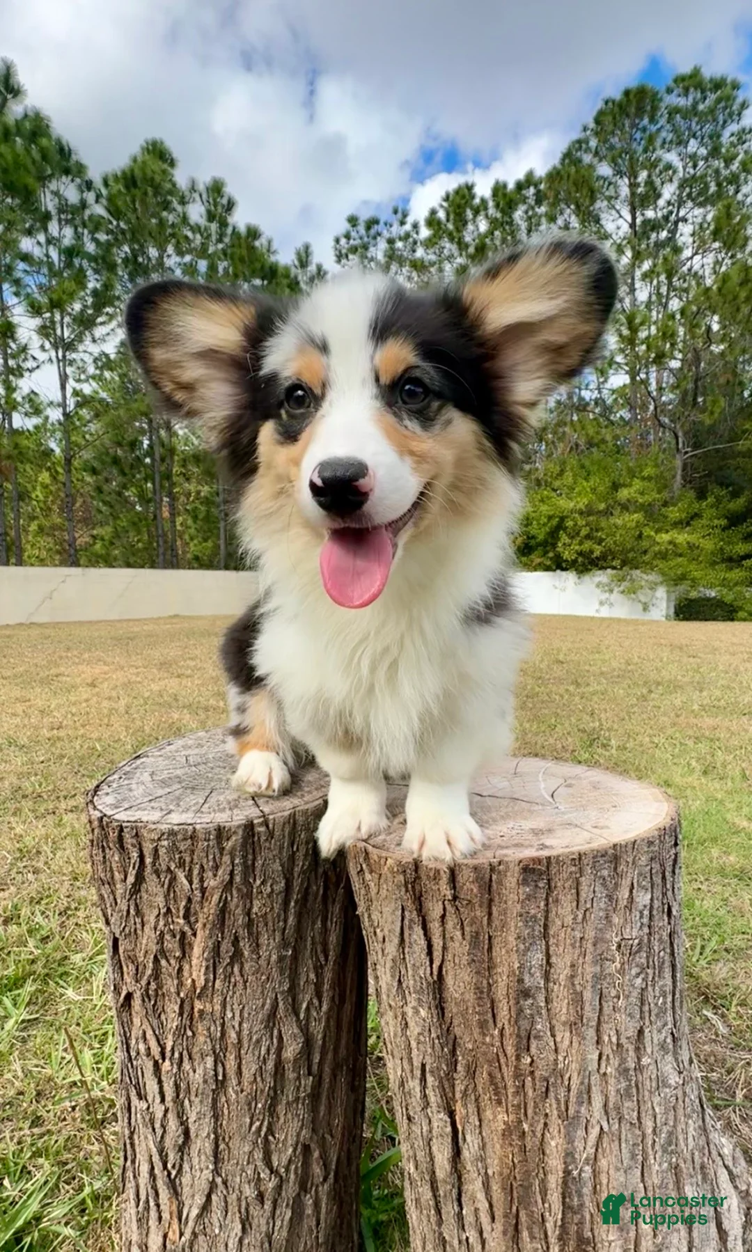 Mixed Breed dogs for sale: Augustus  - Ad 2