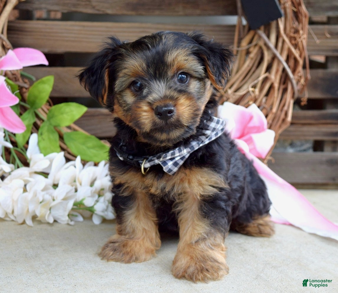 Yorkshire Terrier dogs Marshall - Ad 1
