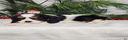 Cavalier King Charles Spaniel dogs for sale: Jack - Ad 6