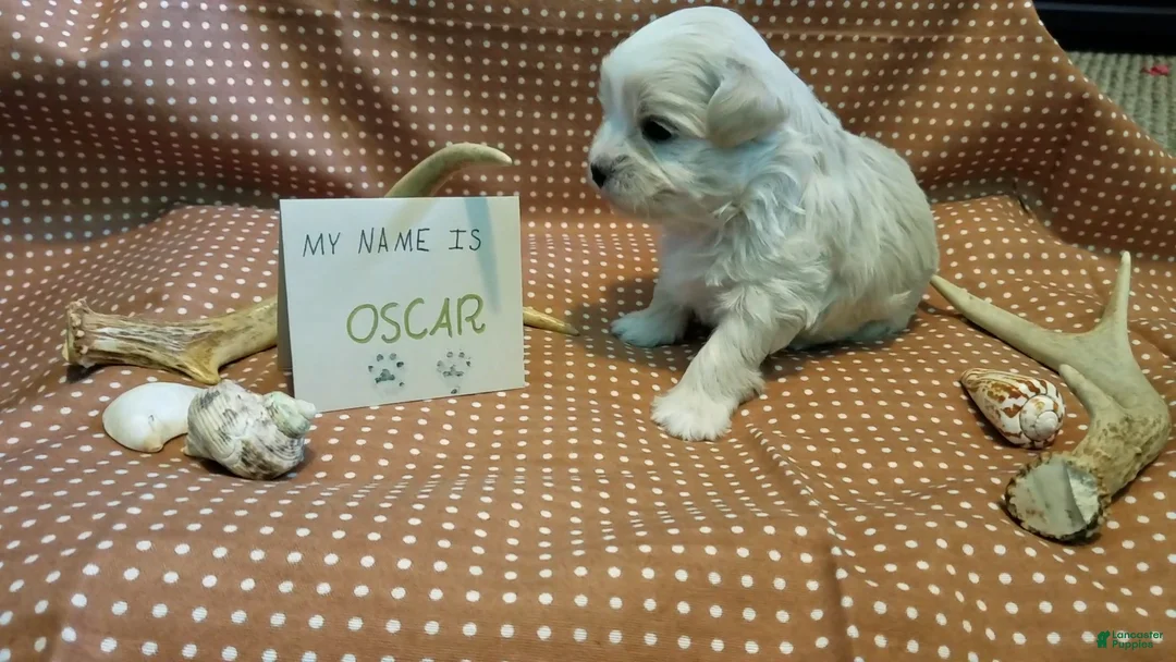 Maltipoo dogs for sale: Oscar - Ad 9