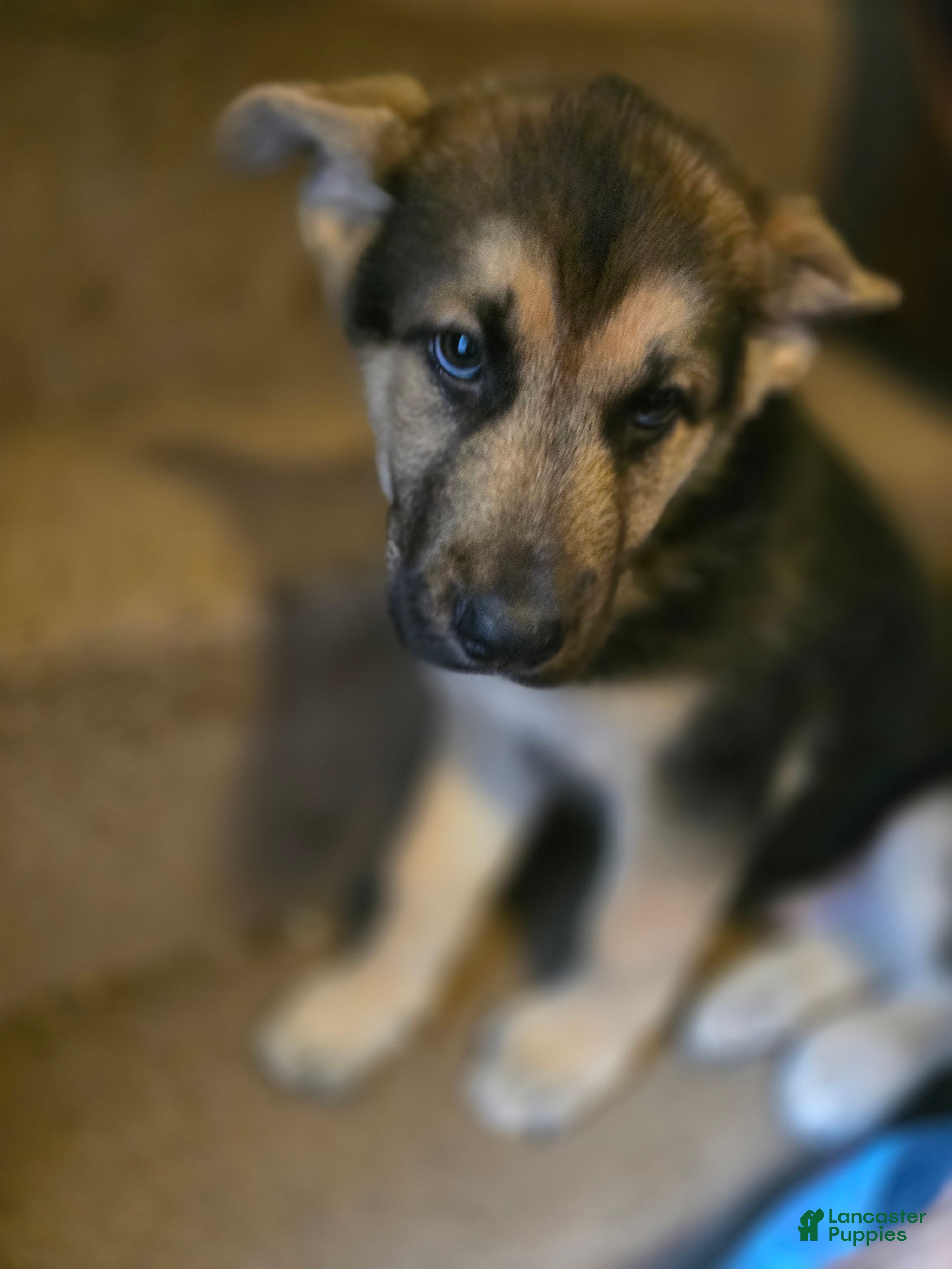 Gerberian Shepsky dogs Scout - Ad 2