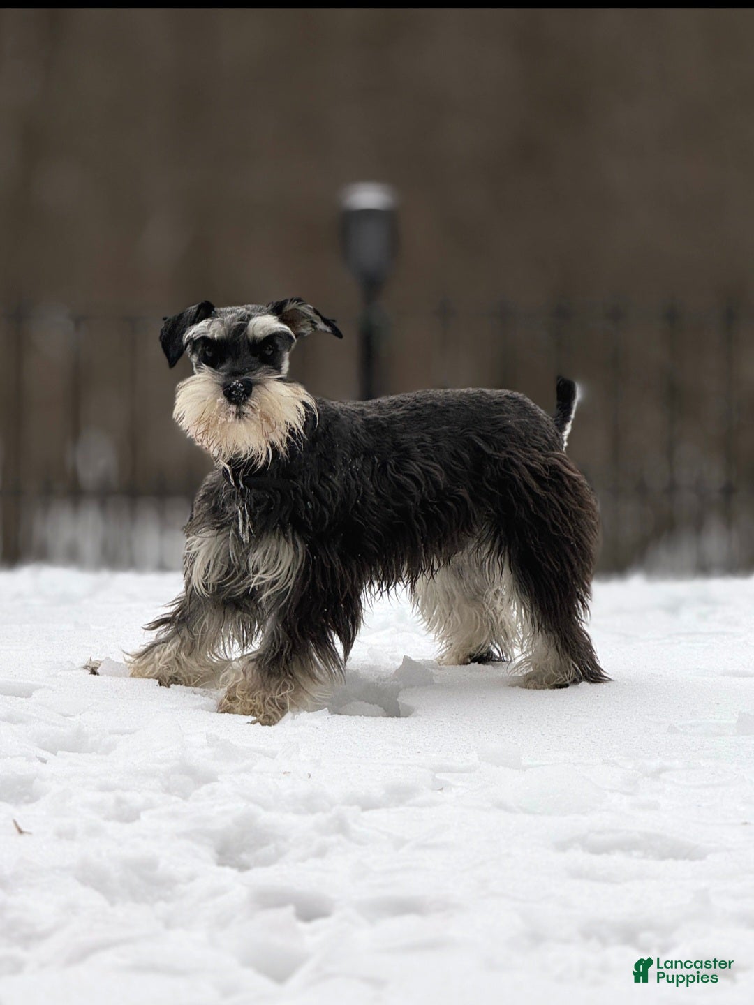Miniature Schnauzer dogs for sale: Hershel - Ad 7