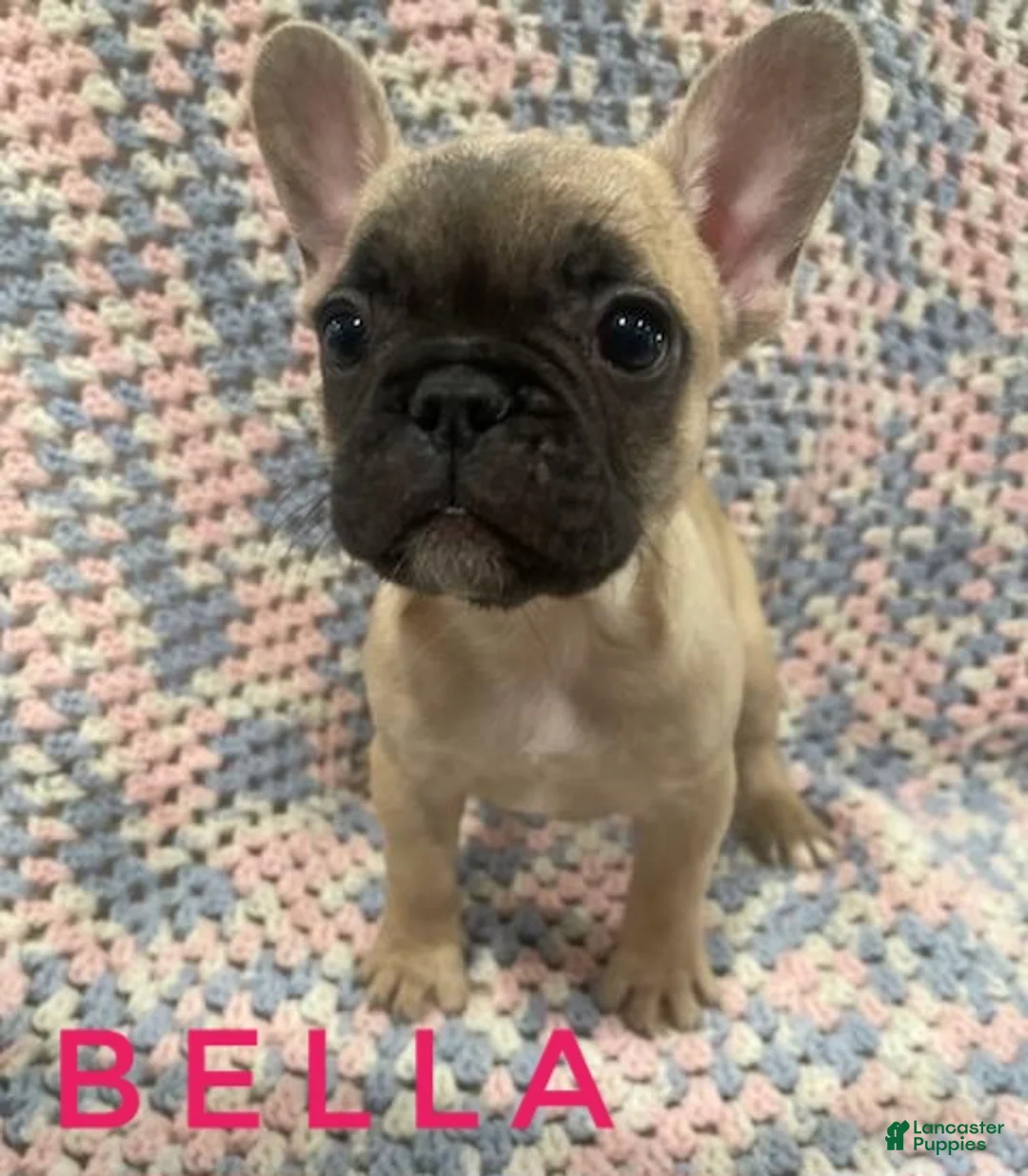 French Bulldog dogs for sale: Bella - Ad 1