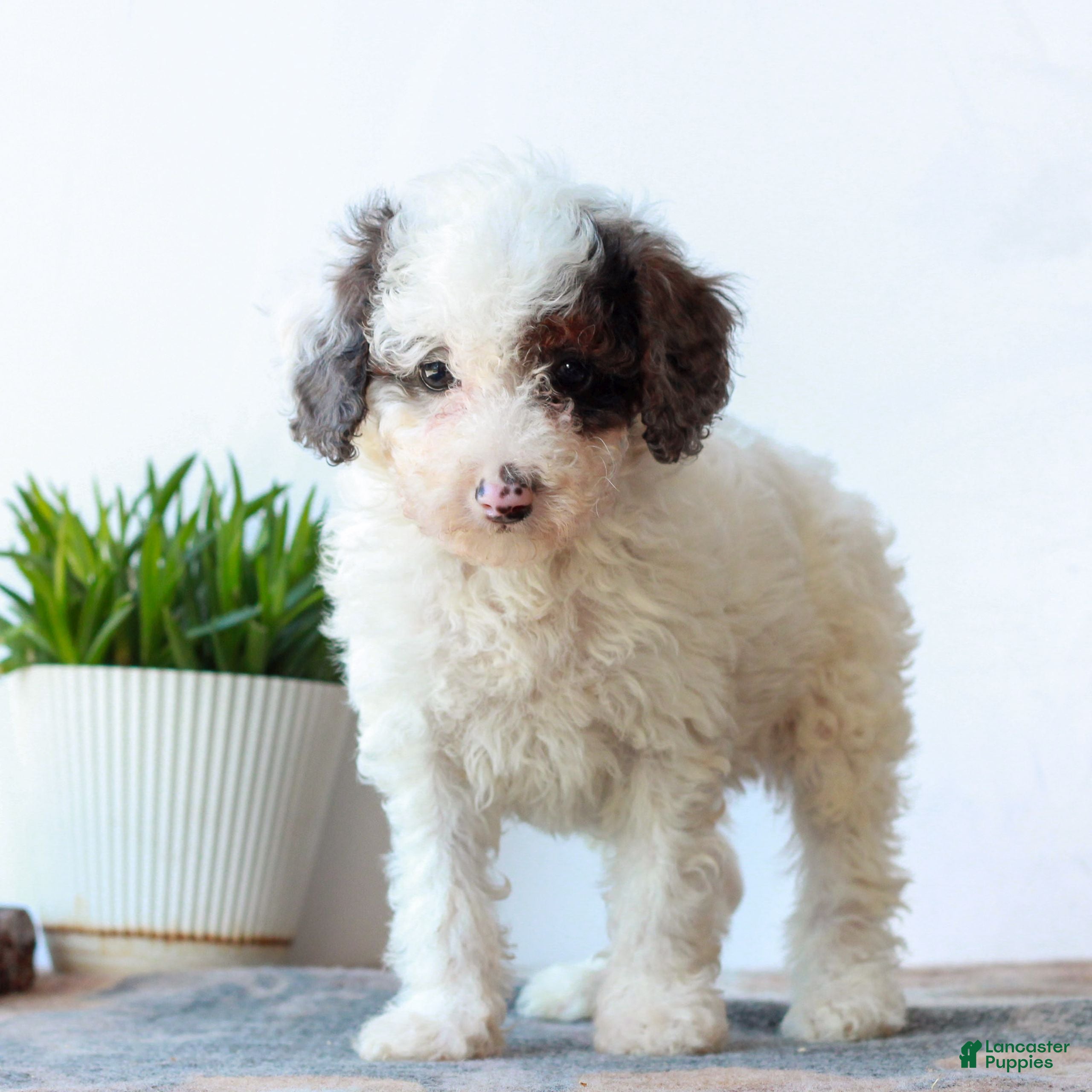 Miniature Poodle dogs Carson  - Ad 1