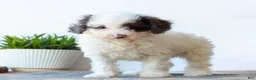 Miniature Poodle dogs for sale: Carson  - Ad 3